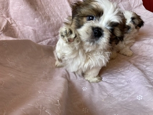  Si-cu (Shih-tzu)kiskutyák eladók ! - kép 2