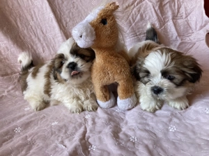  Si-cu (Shih-tzu)kiskutyák eladók ! - kép 4