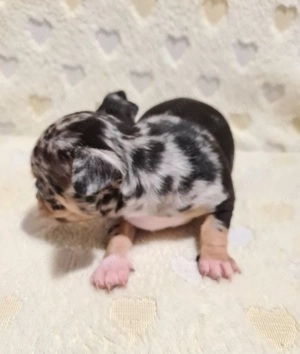 Diego! Extra mini csibaba! - kép 3