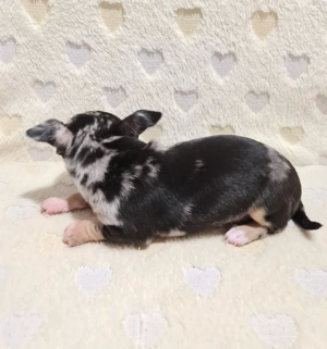 Diego! Extra mini csibaba! - kép 4