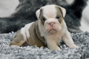Angol bulldog kölykök Kivételes Vérvonalak - kép 5