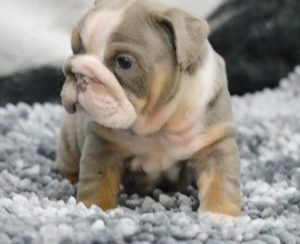 Angol bulldog kölykök Kivételes Vérvonalak - kép 2