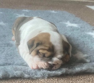 Angol bulldog kölykök Kivételes Vérvonalak