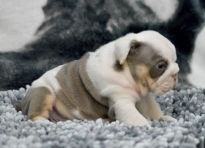 Angol bulldog kölykök Kivételes Vérvonalak - kép 3