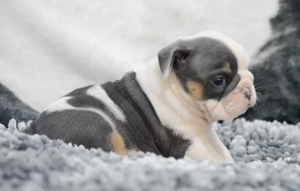 Angol bulldog kölykök Kivételes Vérvonalak - kép 4