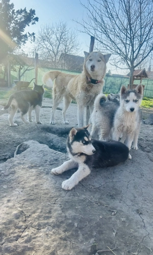 Husky babák