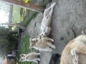 Husky babák - kép 3