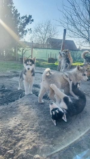 Husky babák - kép 4