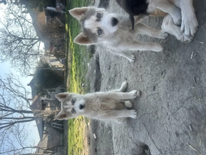 Husky babák - kép 2