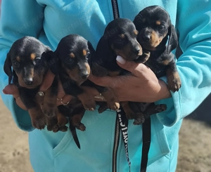 Eladó tacskó kisfiúk  - kép 5