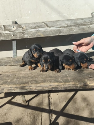 Eladó tacskó kisfiúk  - kép 4