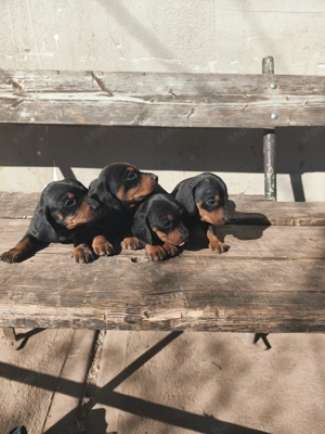 Eladó tacskó kisfiúk  - kép 3