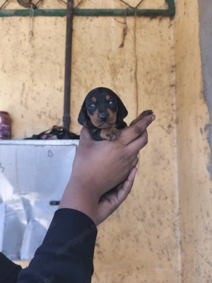 Eladó tacskó kisfiúk  - kép 2