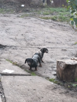 Eladó tacskó kisfiúk  - kép 7