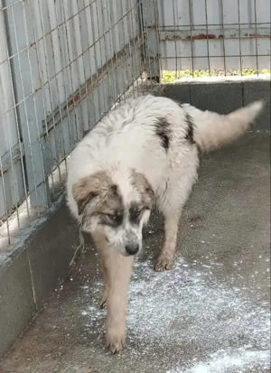 Jászladányi gyepmesteri telep gazdakeresői sos - kép 6