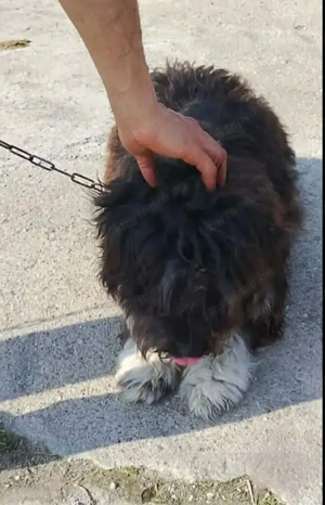 Jászladányi ebrendészeti telep gazdakeresői