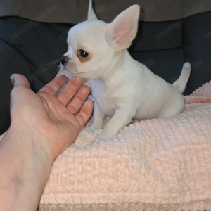 Meseszép csivava kisfiú tenyésztőtől - kép 2