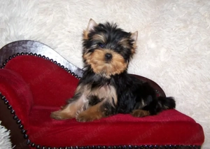 Yorkshire terrier pici méretű, minőségi babák - kép 3