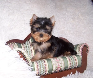 Yorkshire terrier pici méretű, minőségi babák - kép 2