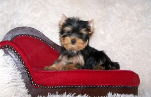 Yorkshire terrier pici méretű, minőségi babák - kép 4