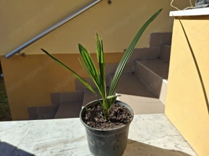 3 éves kanári datolyapálma cserépbe ültetve eladó - kép 3