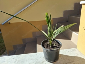 3 éves kanári datolyapálma cserépbe ültetve eladó - kép 5