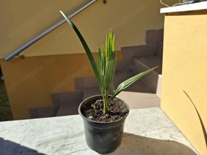 3 éves kanári datolyapálma cserépbe ültetve eladó - kép 2