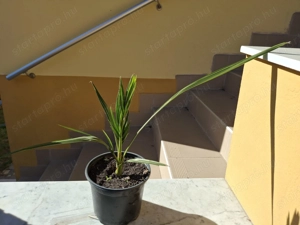 3 éves kanári datolyapálma cserépbe ültetve eladó - kép 4