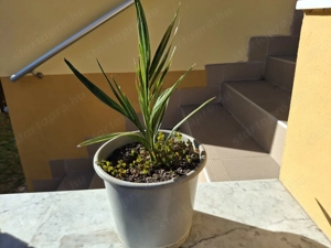 3 éves kanári datolyapálma cserépbe ültetve eladó - kép 6