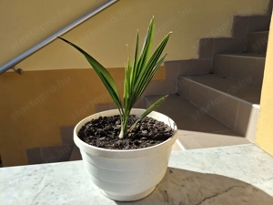 3 éves kanári datolyapálma cserépbe ültetve eladó - kép 14