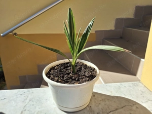 3 éves kanári datolyapálma cserépbe ültetve eladó - kép 12