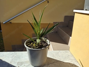 3 éves kanári datolyapálma cserépbe ültetve eladó - kép 7