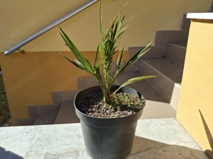 3 éves kanári datolyapálma cserépbe ültetve eladó - kép 8