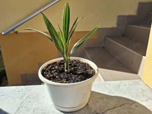 3 éves kanári datolyapálma cserépbe ültetve eladó - kép 11