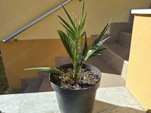 3 éves kanári datolyapálma cserépbe ültetve eladó