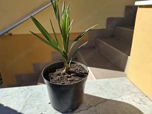 3 éves kanári datolyapálma cserépbe ültetve eladó - kép 10