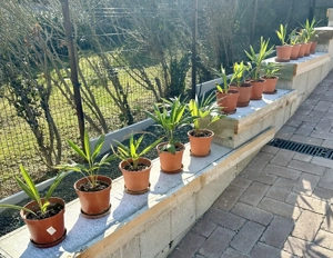 Kínai kenderpálmák