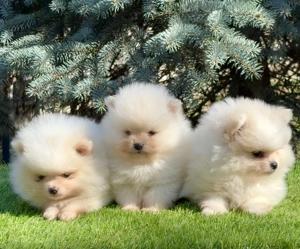 Pomerániai törpe spitz