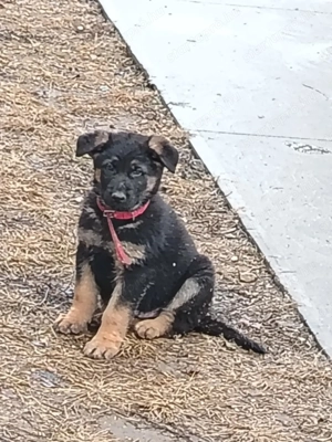 Német juhász normál németjuhász hosszúszőrű kölykök eladók - kép 4