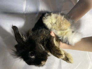 Eladó oroszlán fejű törpe nyúl - kép 4