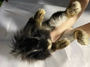 Eladó oroszlán fejű törpe nyúl - kép 2