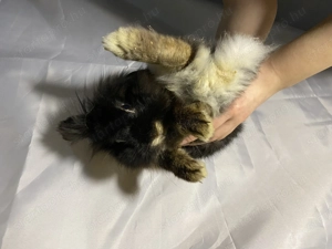 Eladó oroszlán fejű törpe nyúl - kép 5