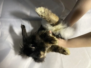 Eladó oroszlán fejű törpe nyúl - kép 3