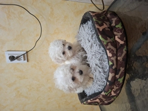 Bichon havanése mini kicsik. - kép 4