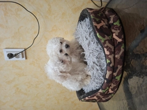 Bichon havanése mini kicsik. - kép 5