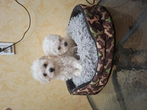 Bichon havanése mini kicsik. - kép 3