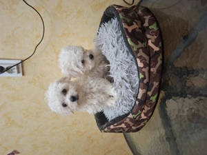 Bichon havanése mini kicsik. - kép 2