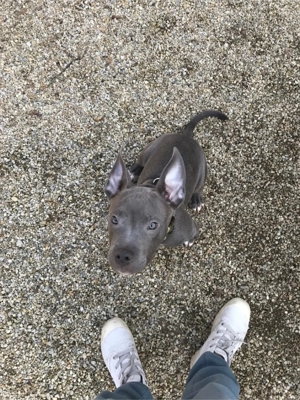 Amerikai bully classic kölyök