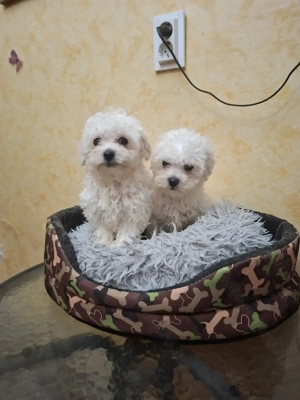 Bichon havanése mini kicsik.