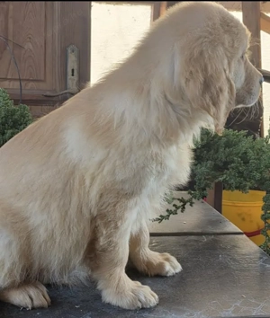 Golden retriever  - kép 3